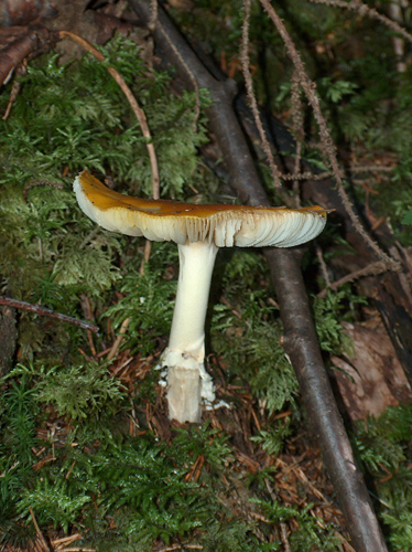 Fungo rosso da determinare